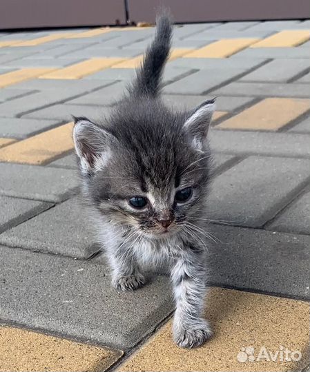 Котенок Красавчик
