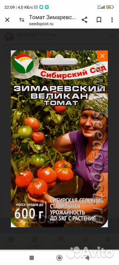 Рассада томатов