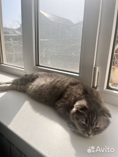 Породистая кошка