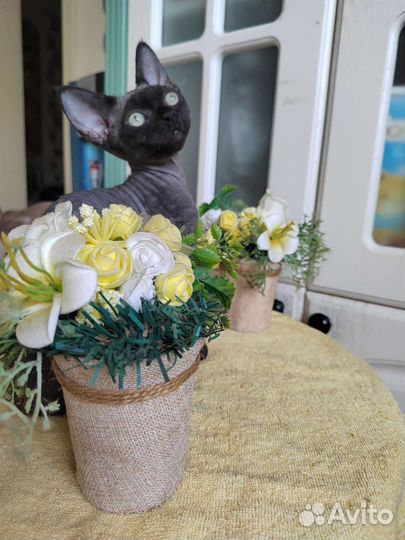 Девон Рекс девочки