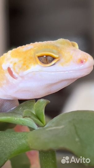 Пятнистый эублефар