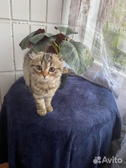 Потерялась кошка