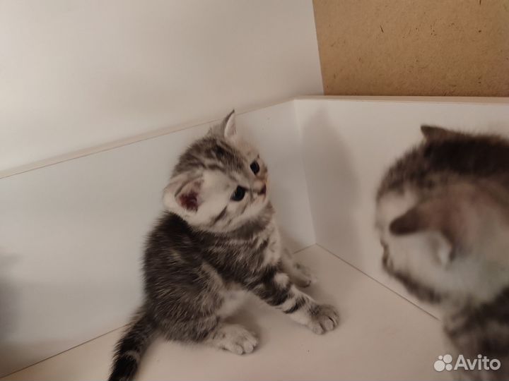 Британские котята