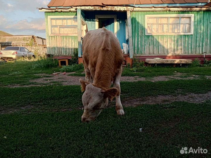 Бычки,телки