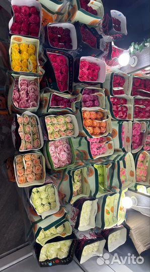 Роза 50 см