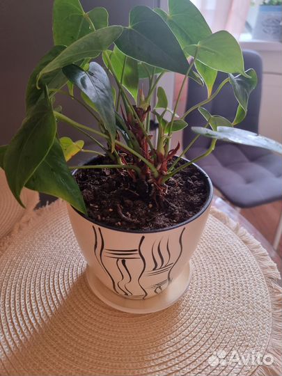 Комнатные цветы антуриум