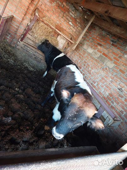 Бычки и телята