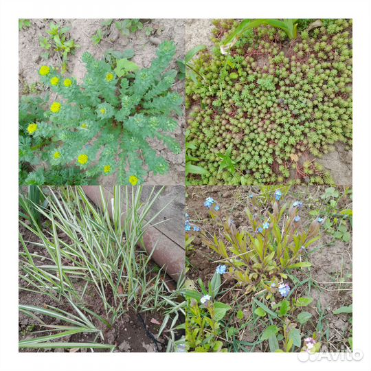 Многолетние садовые цветы