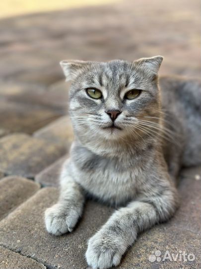 Кошка вислоухая