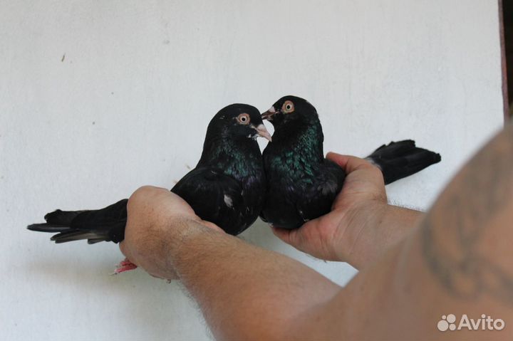 Продам голубей
