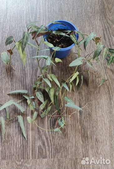 Циссус амазоника