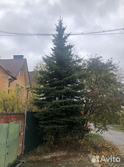 Ель зеленая