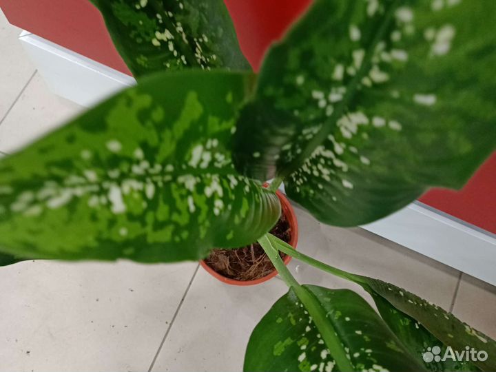 Диффенбахия, Шкура дракона