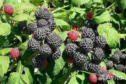 Саженцы. Малина кумберленд