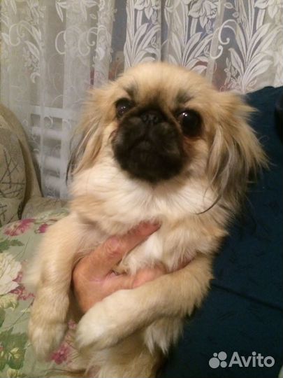 Щенки пекинеса