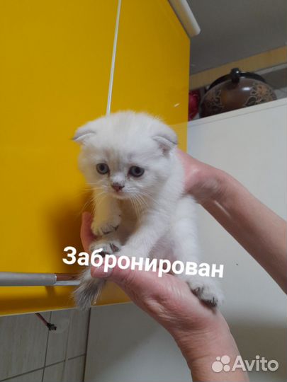Британские котята
