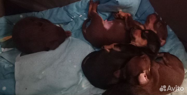 Той-терьер щенки