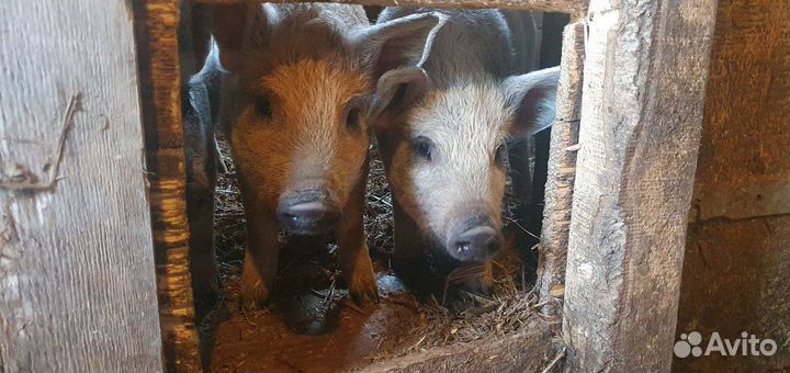 Поросята Венгерская мангалица