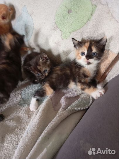 Кошки