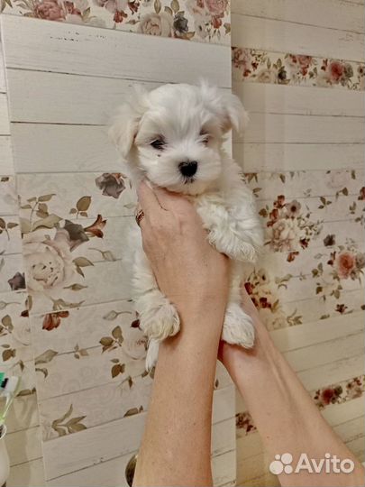 Мальтийская болонка