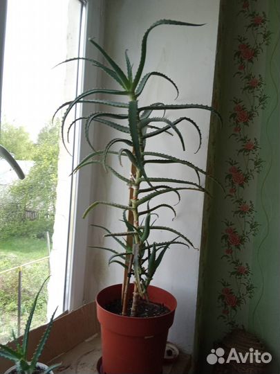 Алоэ лечебный