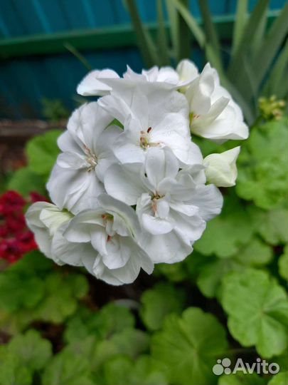 Пеларгония герань комнатные растения цветы