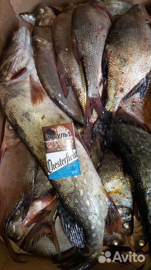 Свежая речная рыба