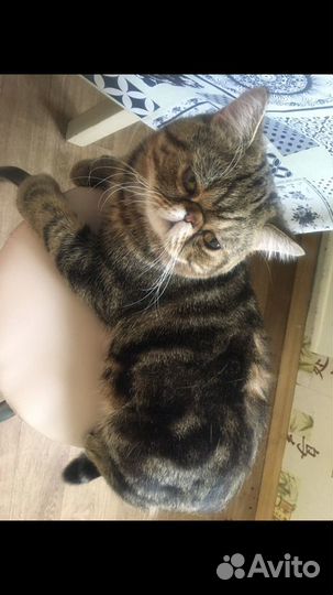Котик экзотик ждет супругу
