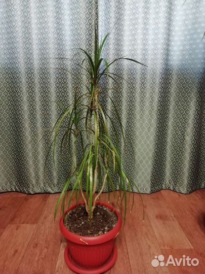 Пальма драцена