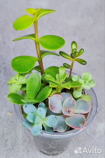 Суккуленты, набор