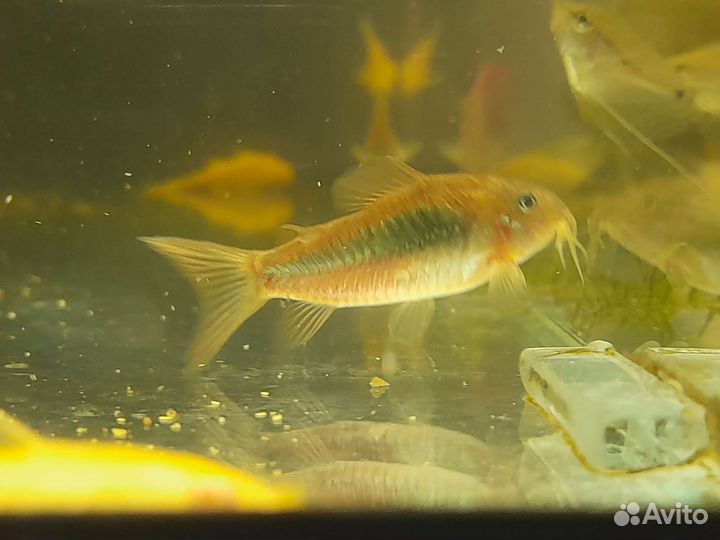 Аквариумные рыбки, растения, грунт