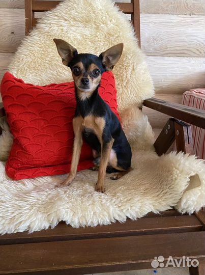 Той-терьер вязка