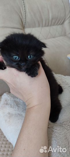 Вислоухая девочка от британской кошки