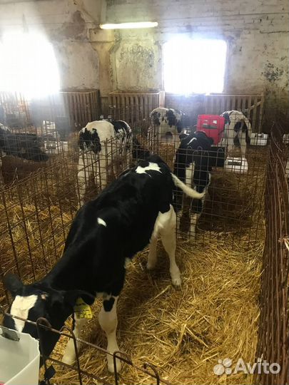 Крс на откорм, бычки