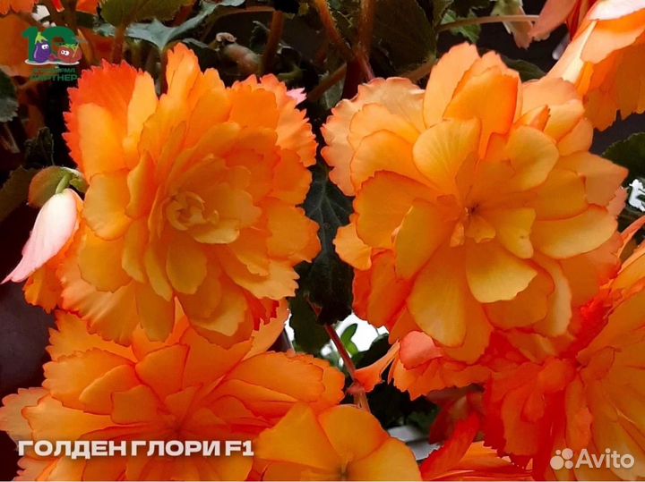 Ампельные клубневые бегонии