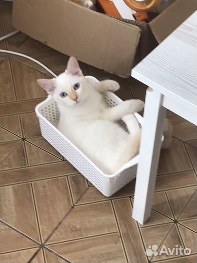 Кошка в дар