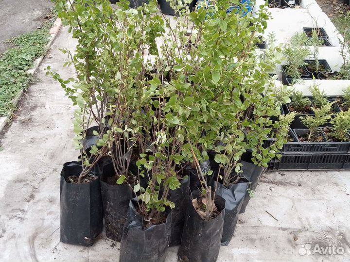 Кизильник блестящий