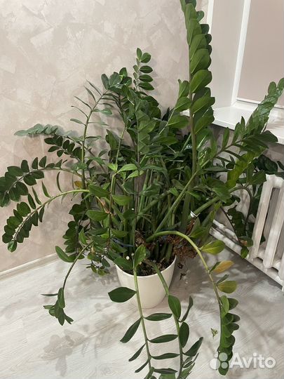 Замиокулькас