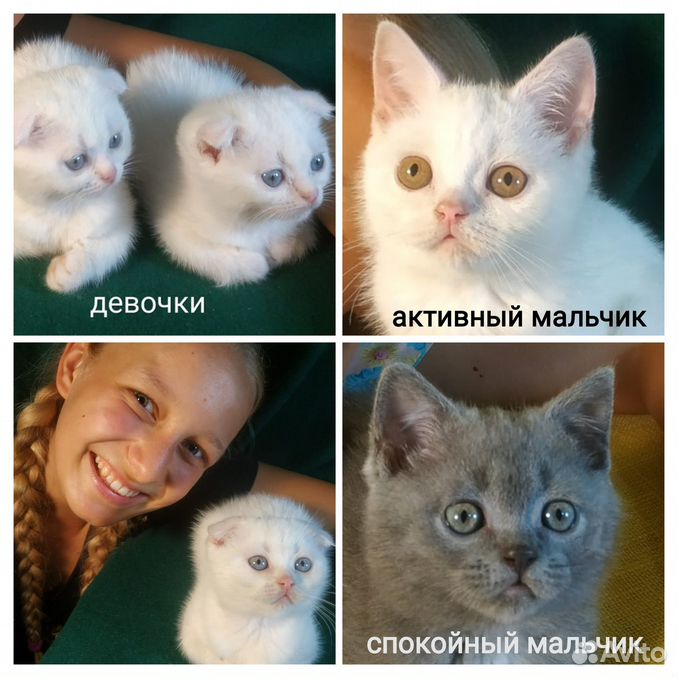 Клубные шотландские котята