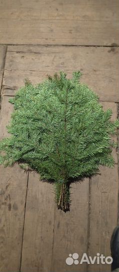 Стволы мажевельник