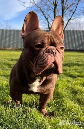 Вязка. Шоколад. Французский бульдог