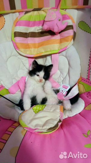 Котенок в добрые руки