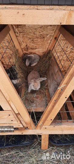 Кролики мясных пород 