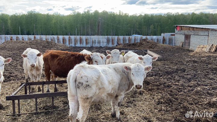 Телки на племя