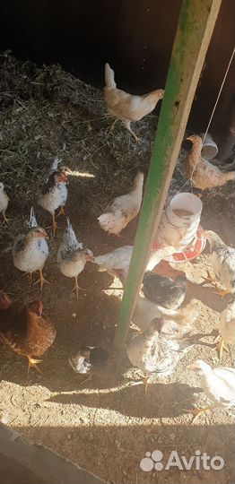 Куры молодки несушки