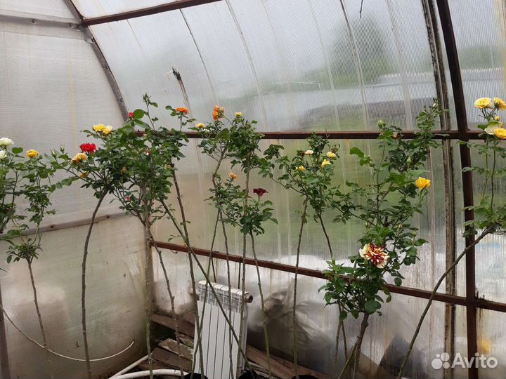 Саженцы 4-х цветной розы на штамбе