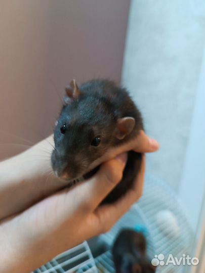 Крыса дамбо