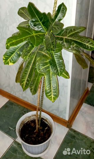 Интерьерный кротон