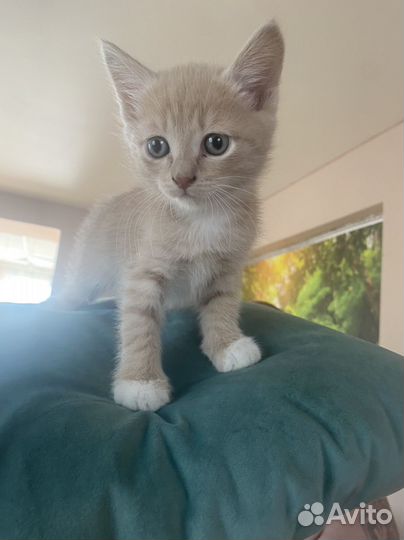 Котята в добрые руки даром