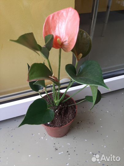 Антуриум Andre Alegria